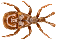 claviger_testaceus.png