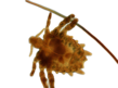 pthirus_pubis.png